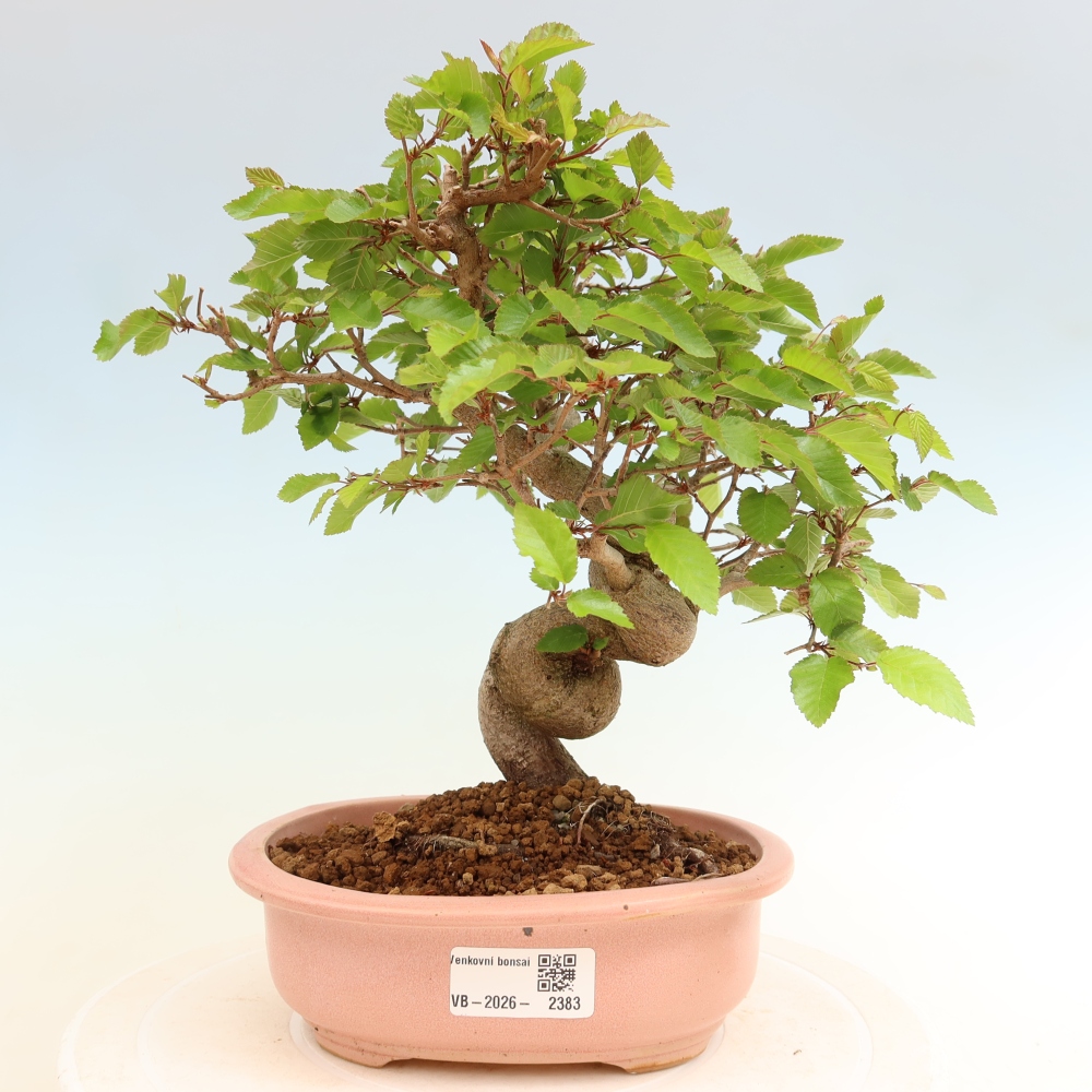 Outdoor bonsai - Carpinus coreana - grab koreański