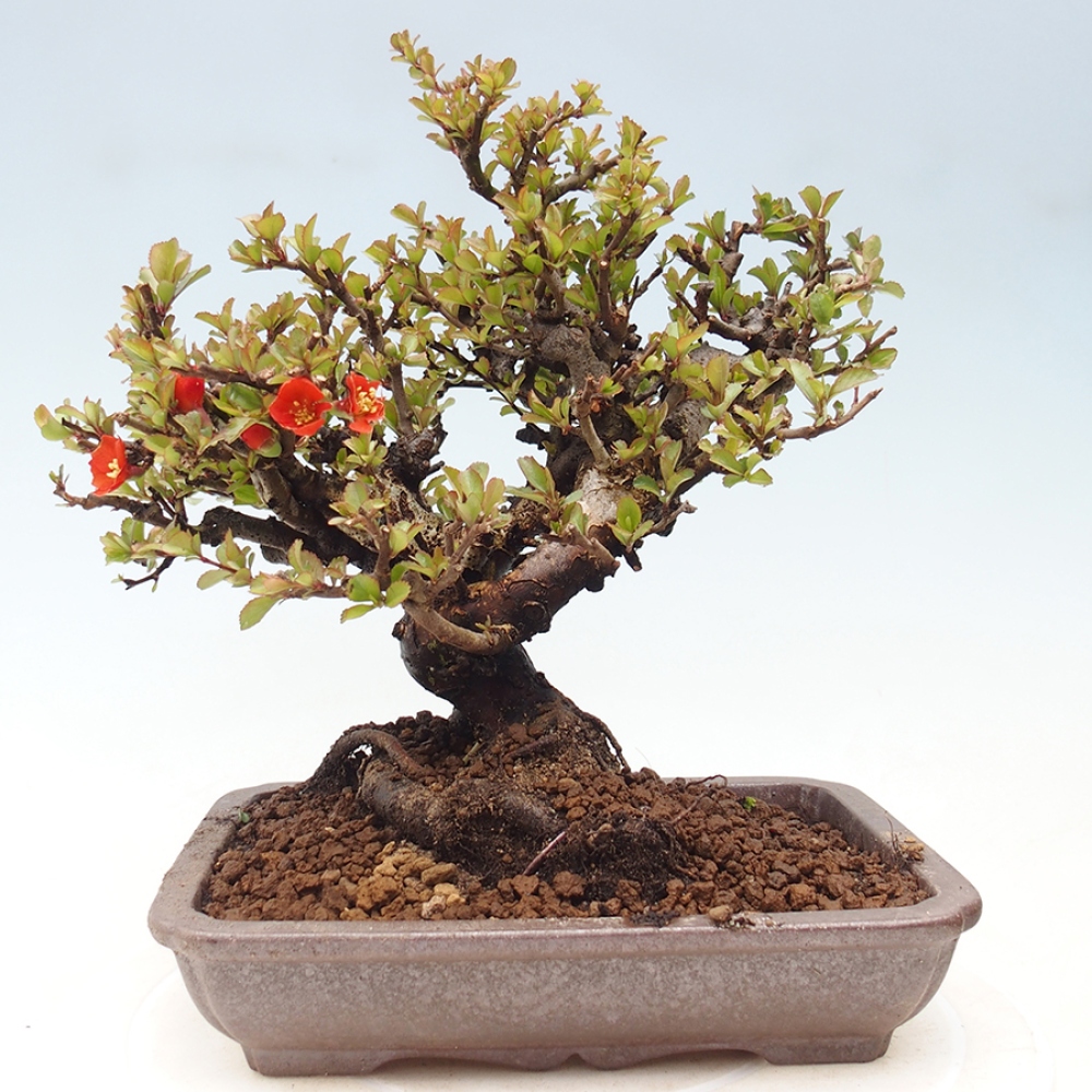Bonsai zewnętrzne - Chaneomeles speciosa - Pigwa