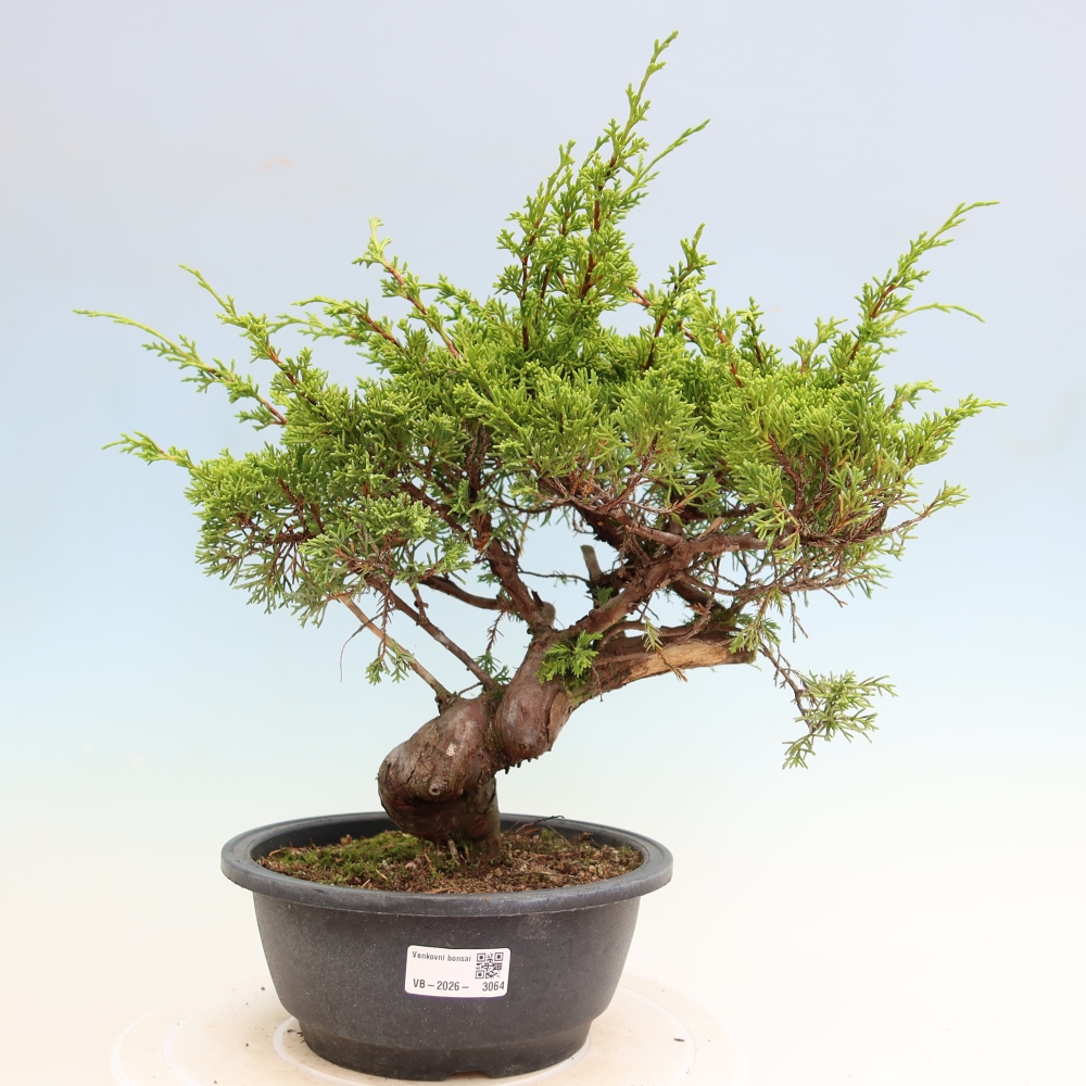 Bonsai ogrodowe – Juniperus chinensis Itoigawa – jałowiec chiński