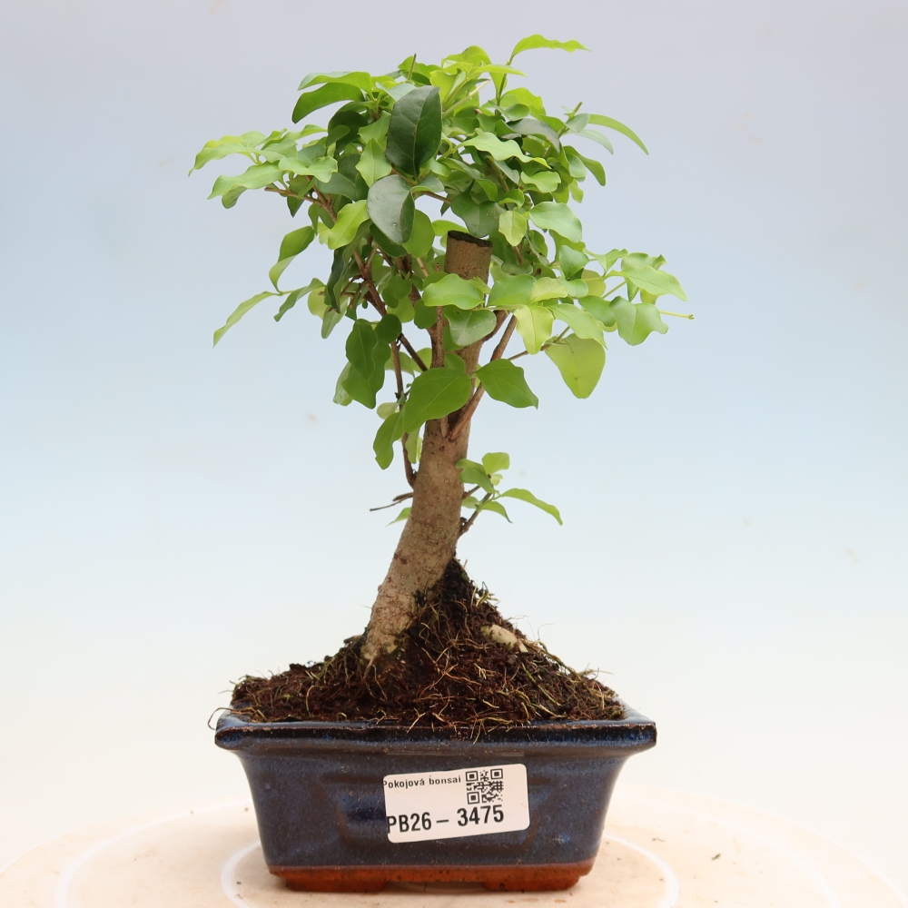 Pokój bonsai - Ligustrum chinensis - Dziób ptaka