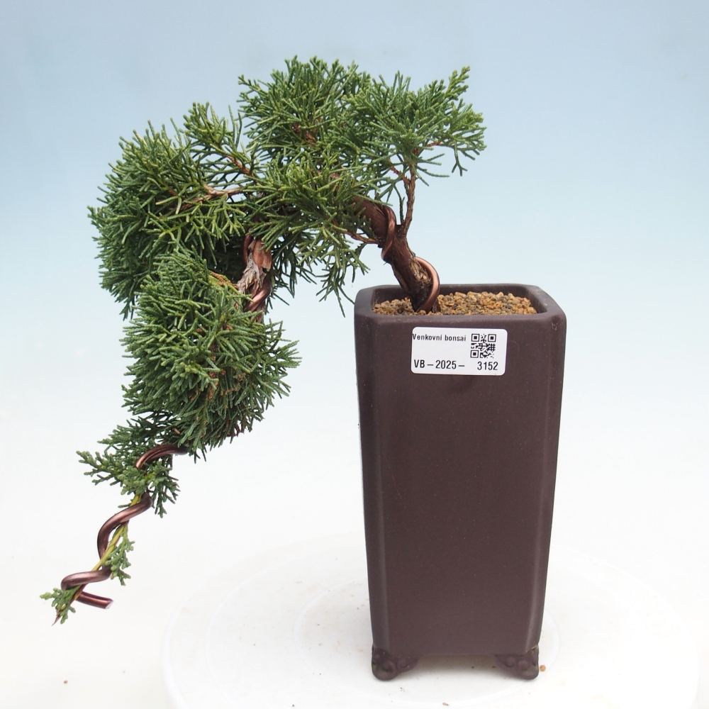 Bonsai zewnętrzne - Juniperus chinensis Kishu - Jałowiec chiński