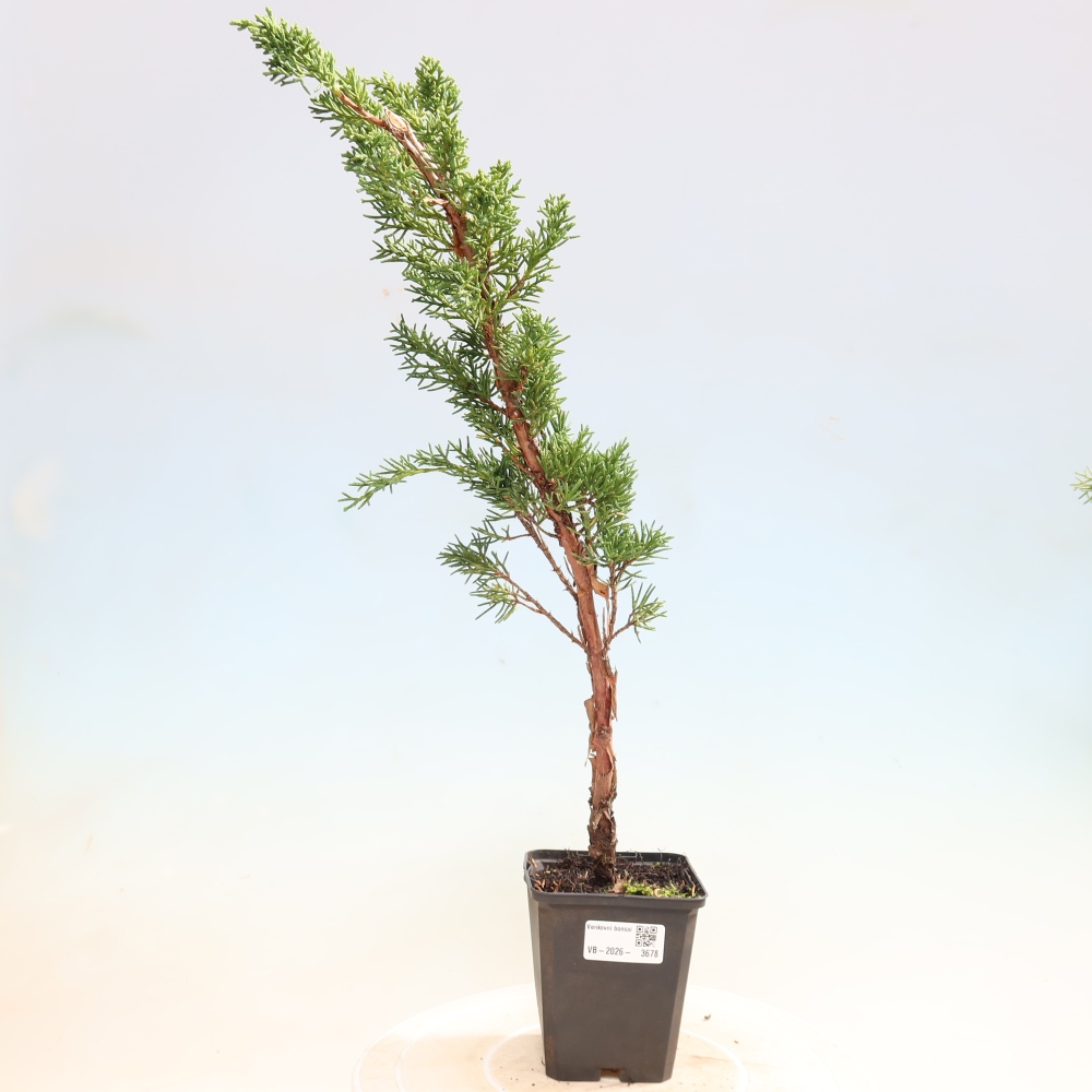 Outdoor bonsai - Juniperus chinensis Kishu