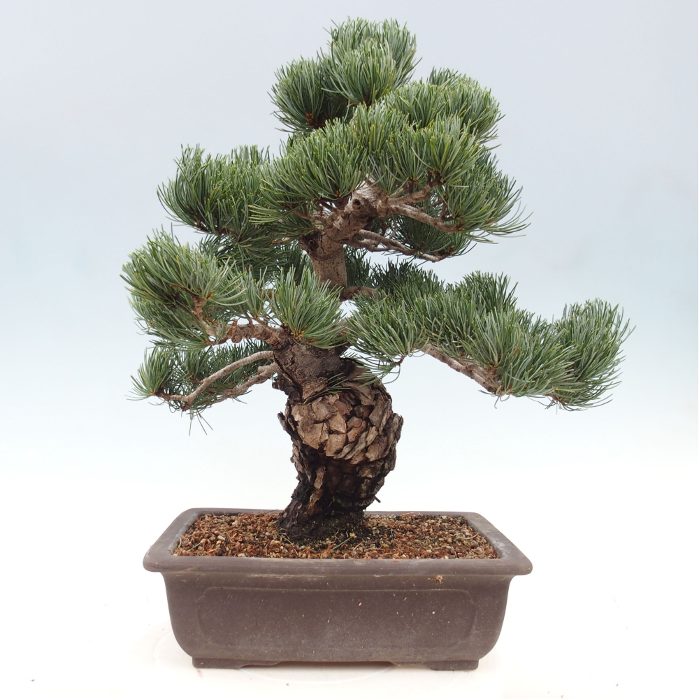 Outdoor bonsai - Pinus parviflora - Mała sosna