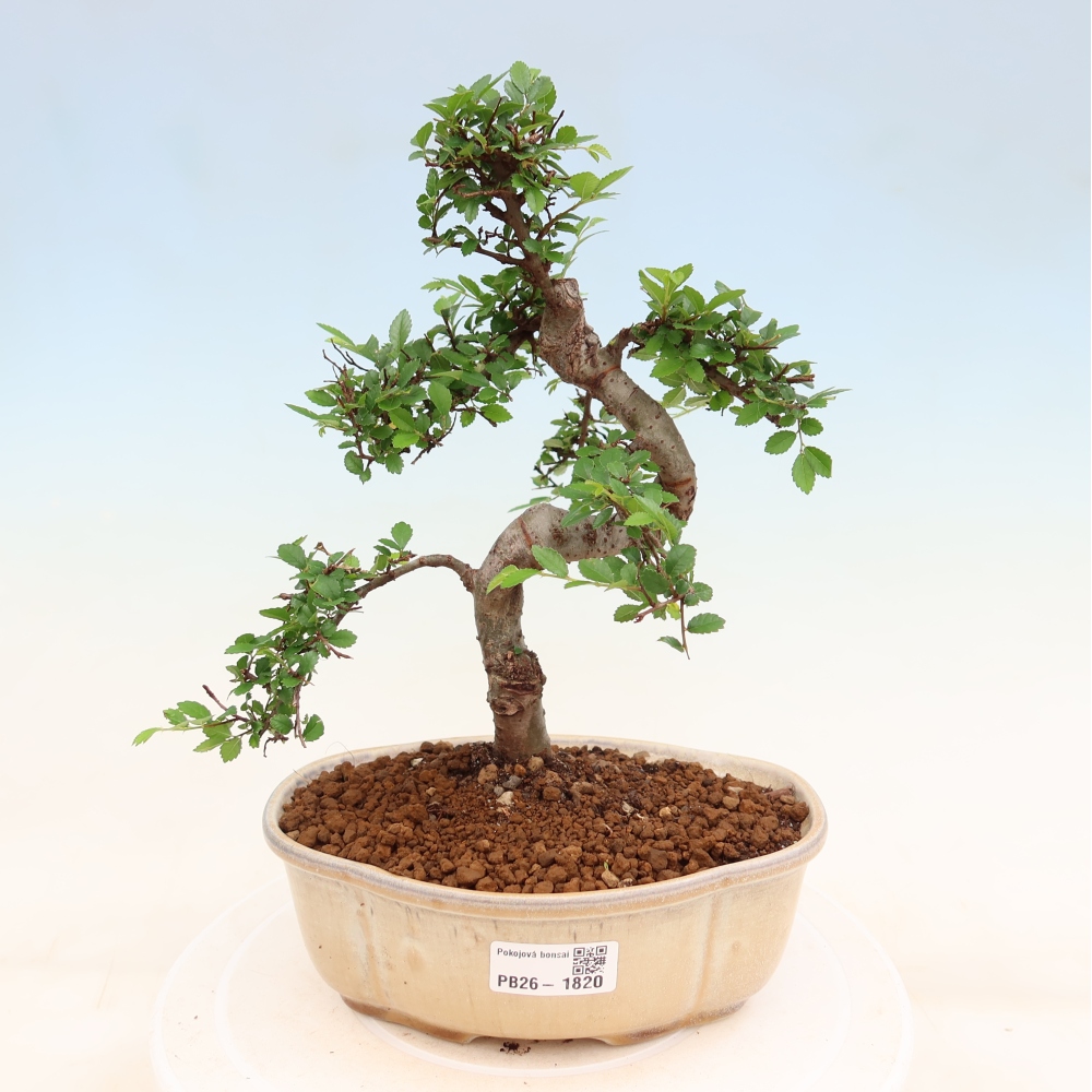 Pokój bonsai - Ulmus parvifolia - Wiąz drobnolistny
