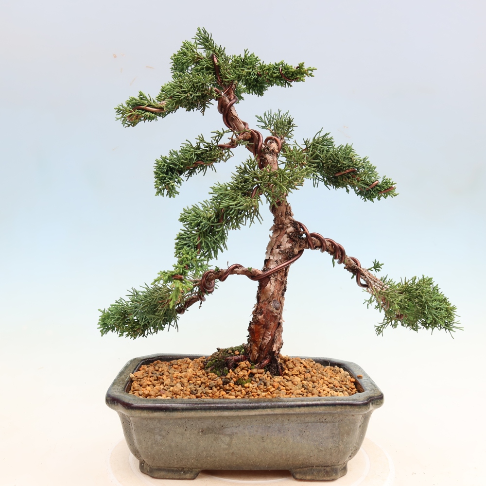 Outdoor bonsai - Juniperus chinensis Kishu