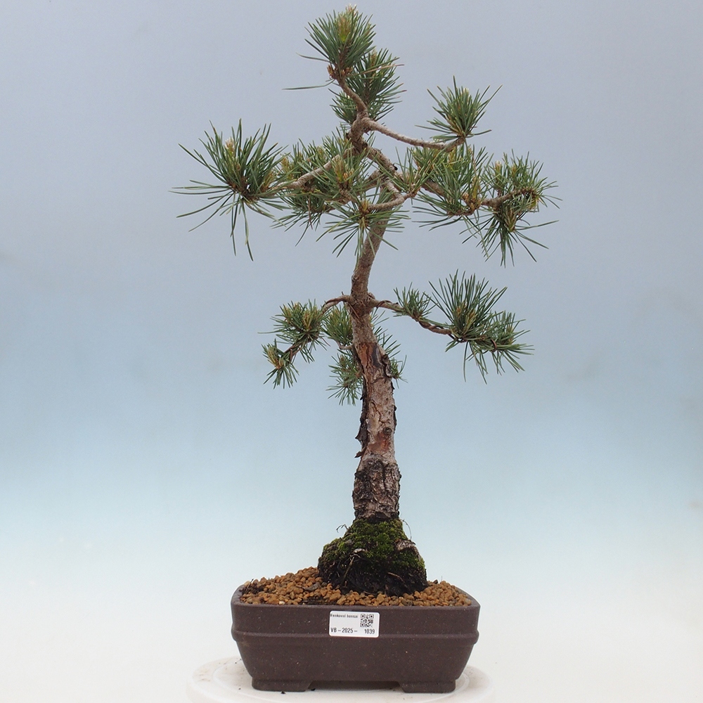 Outdoor bonsai - Pinus Sylvestris - sosna zwyczajna