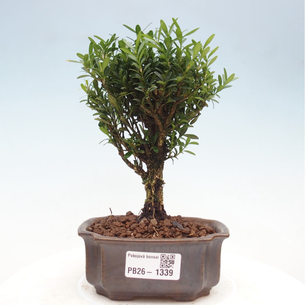 Pokój bonsai - Buxus harlandii - buxus korkowy