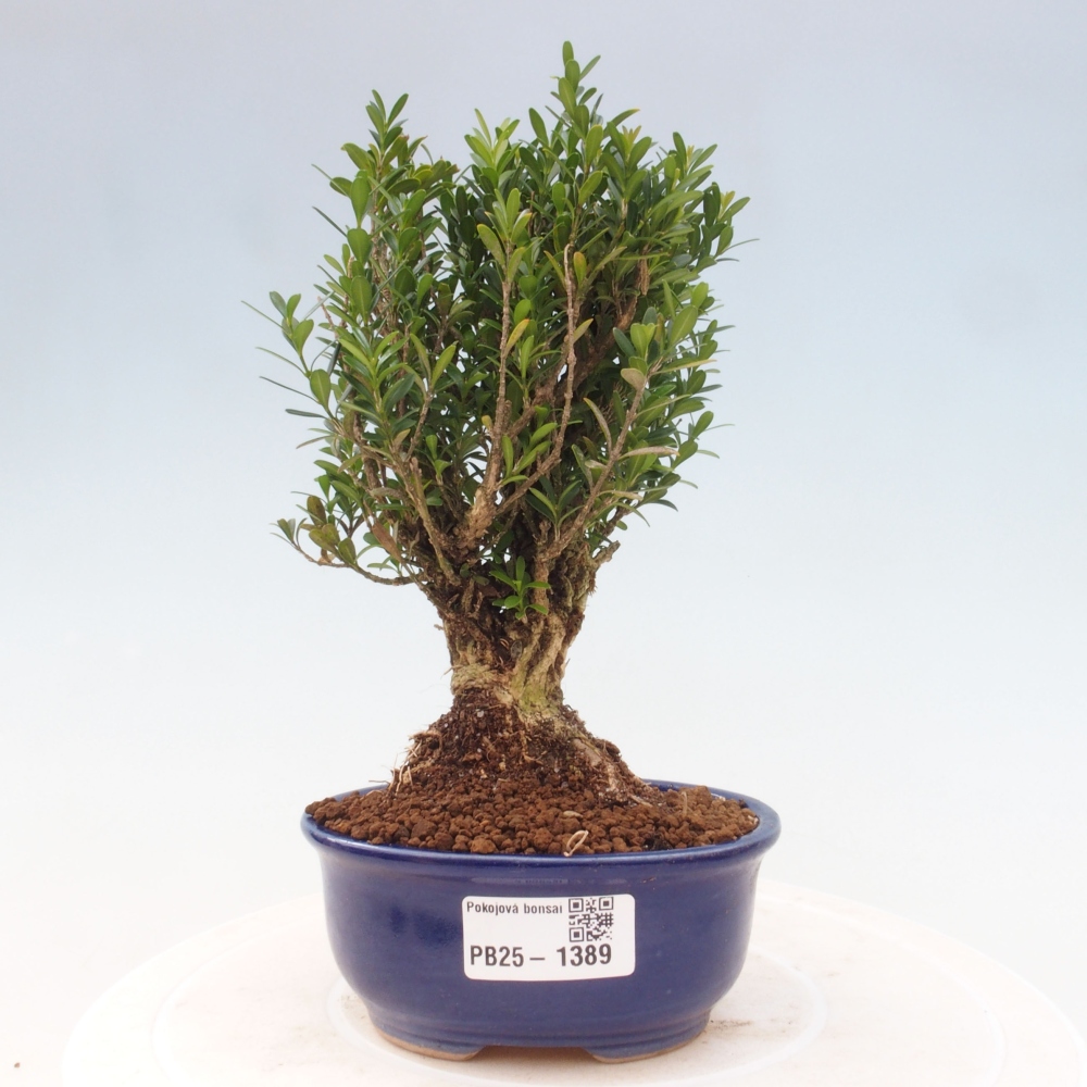 Bonsai pokojowe - Buxus harlandii - buxus korkowy