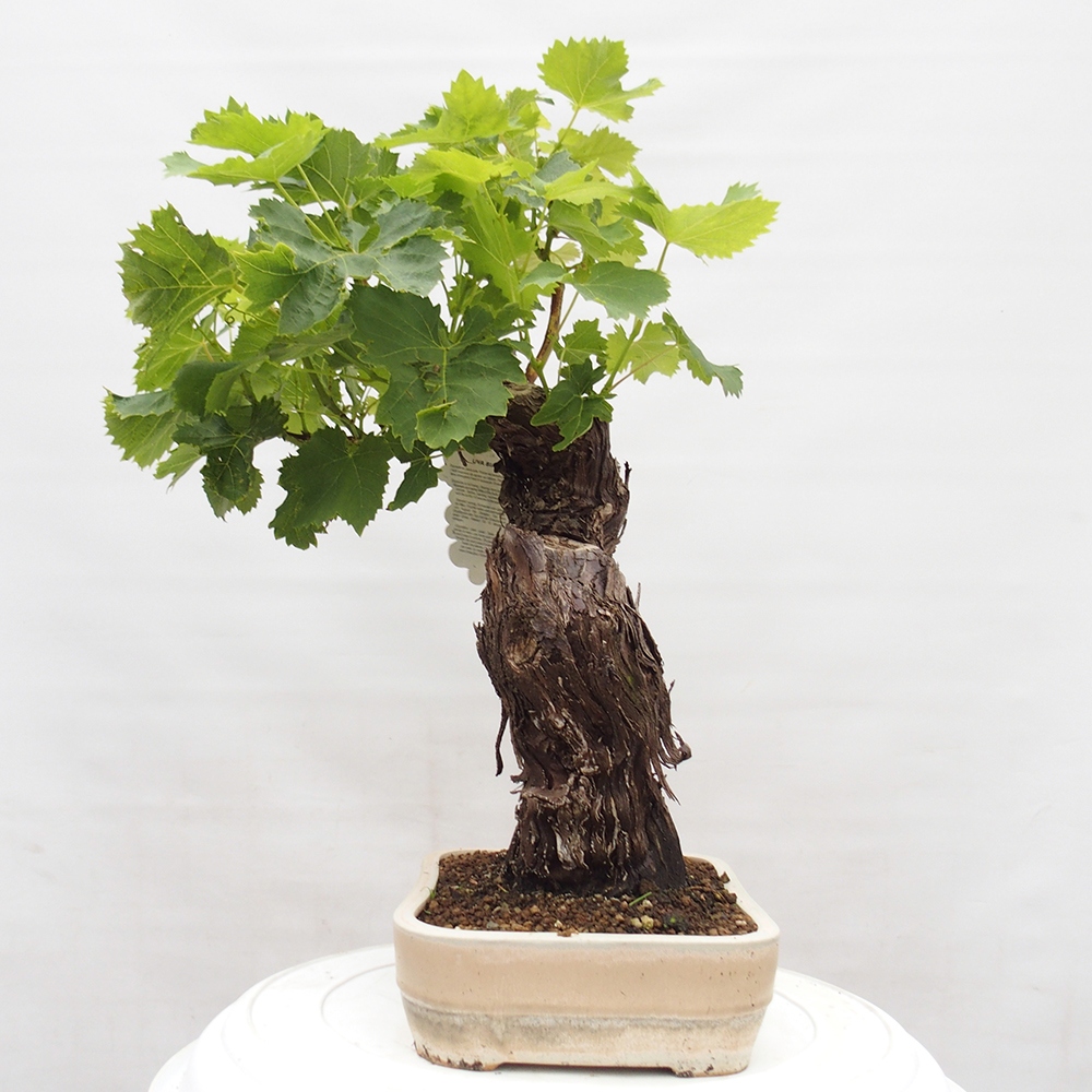 Bonsai plenerowe - Vitis vinnifera MUSKAT ITALIA  - Winorośl