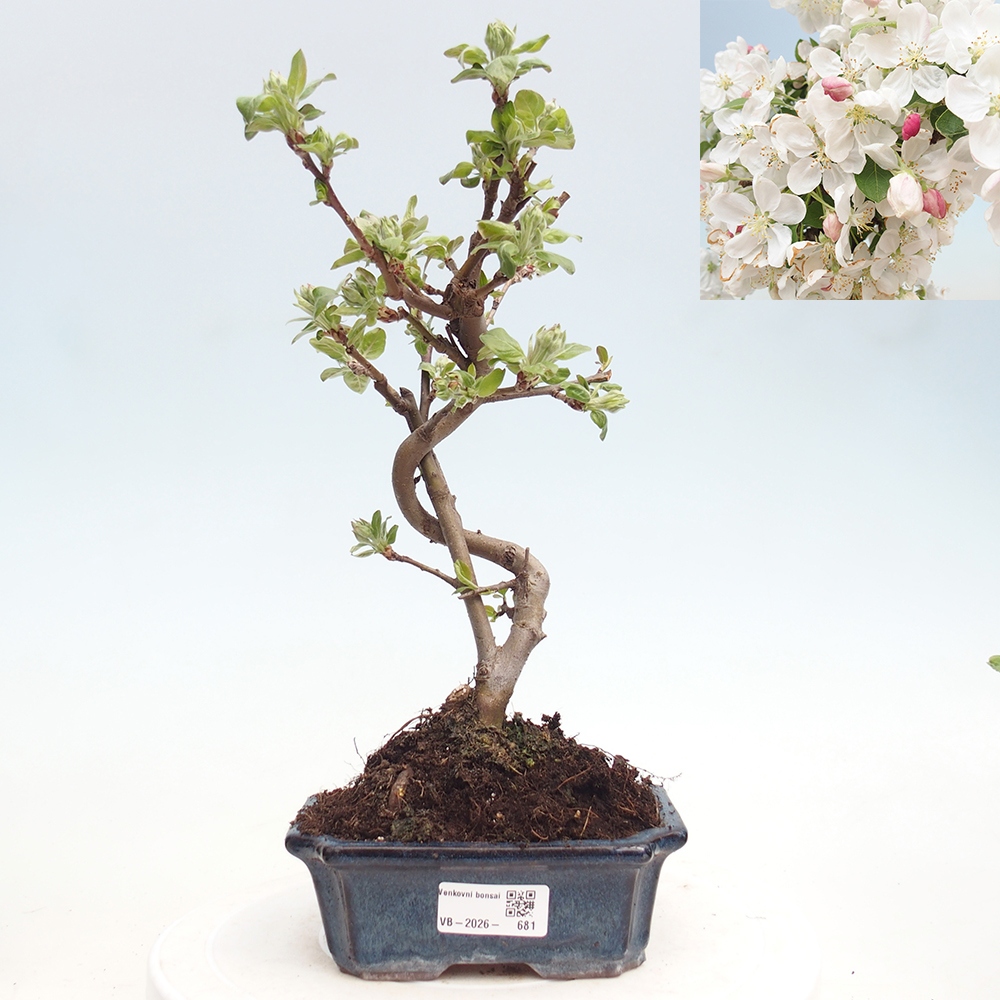 Outdoor bonsai - Malus halliana - Jabłoń drobnoowocowa