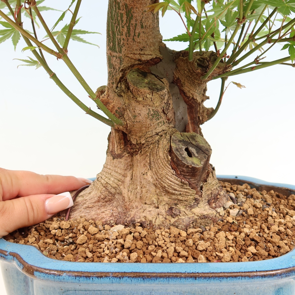 Outdoor bonsai - Klon burgeryjski - Acer burgerianum