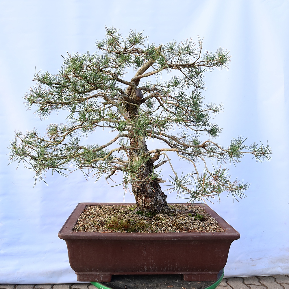 Pinus sylvestris Hiszpania – sosna zwyczajna