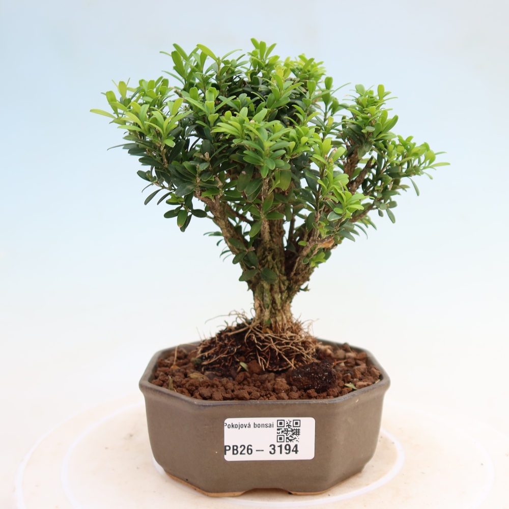Pokój bonsai - Buxus harlandii - buxus korkowy