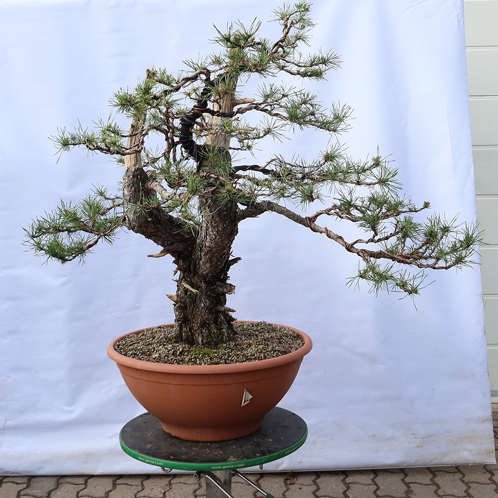 Pinus sylvestris Hiszpania – sosna zwyczajna