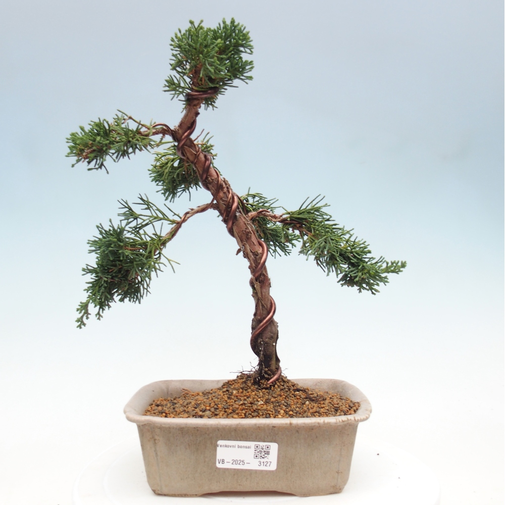 Bonsai zewnętrzne - Juniperus chinensis Kishu - Jałowiec chiński