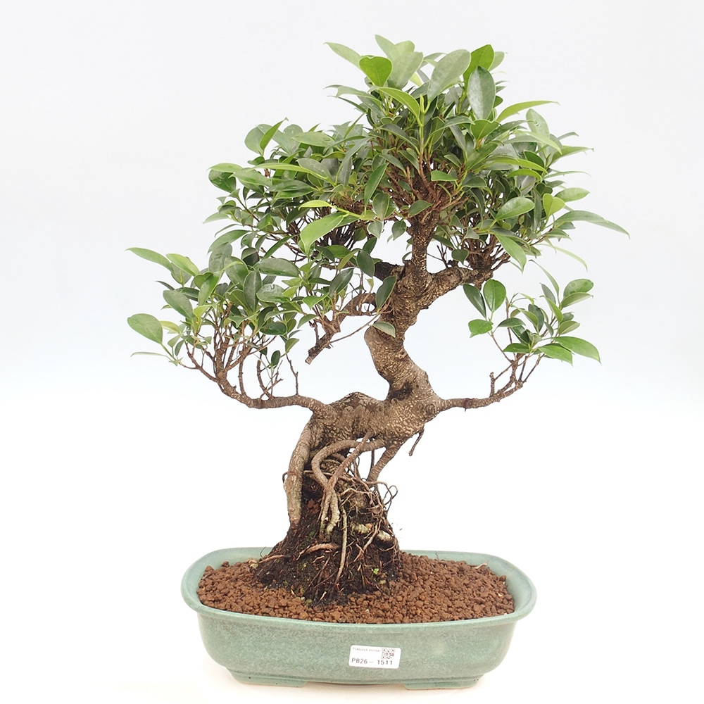 Pokój bonsai - Ficus kimmen - figowiec drobnolistny