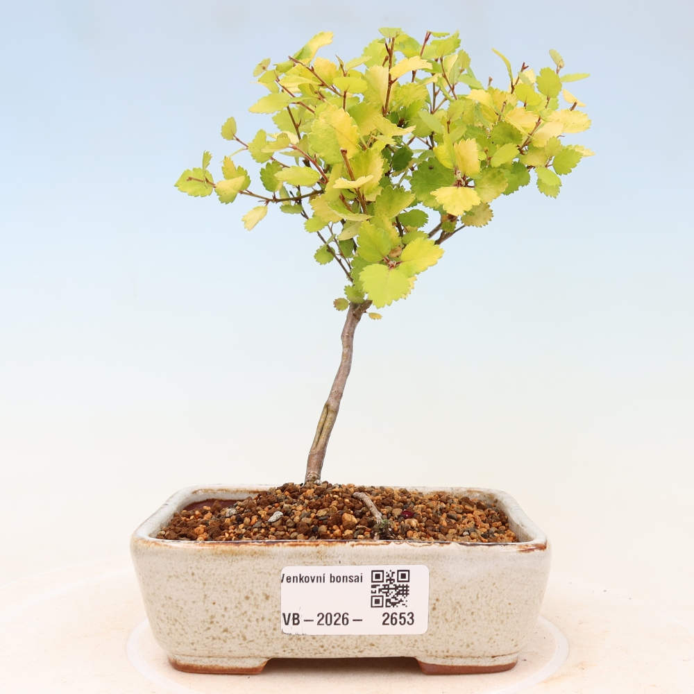 Bonsai ogrodowe – brzoza karłowata – Betula NANA Golden Treasure