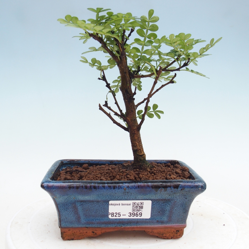 Pokój bonsai - Zantoxylum piperitum - drzewo pieprzowe