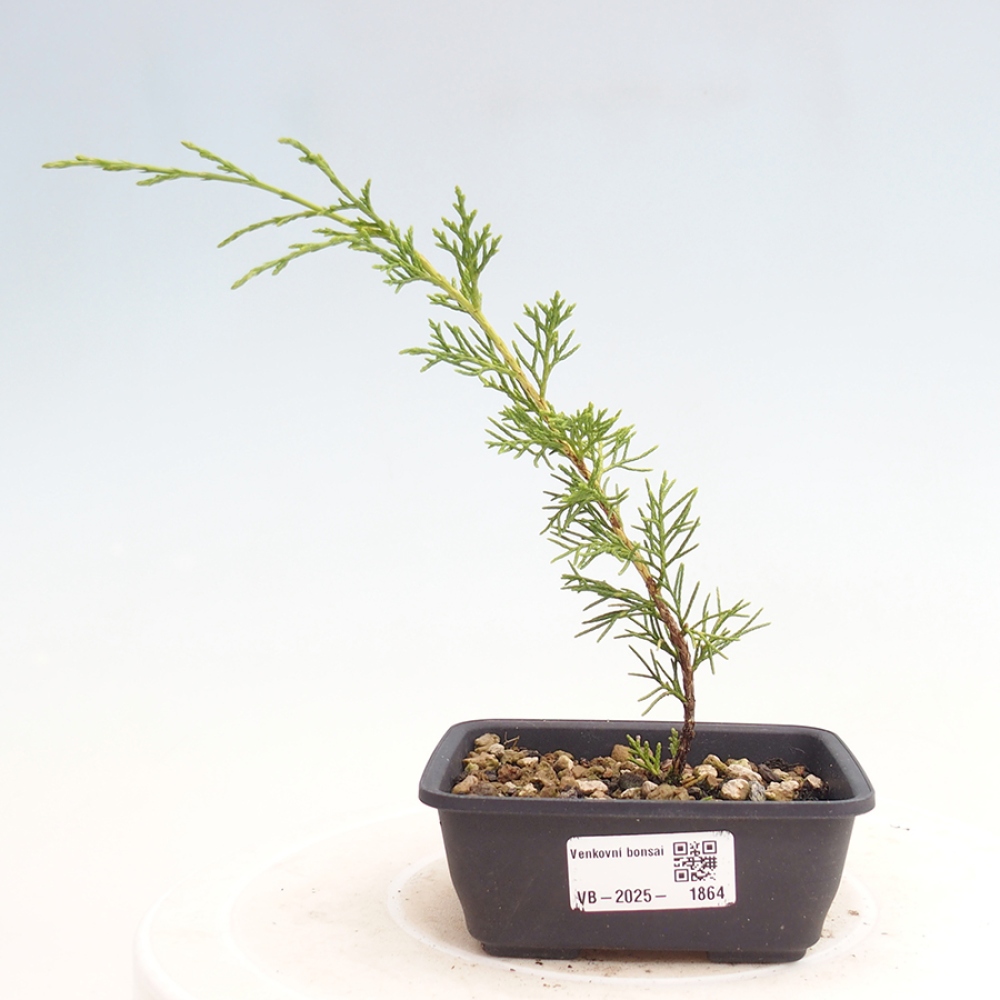 Outdoor bonsai - Juniperus chinensis Itoigawa - Jałowiec chiński