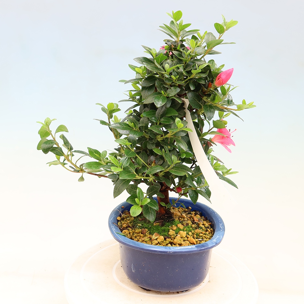 Bonsai zewnętrzne - Azalia japońska - Azalia Kobai