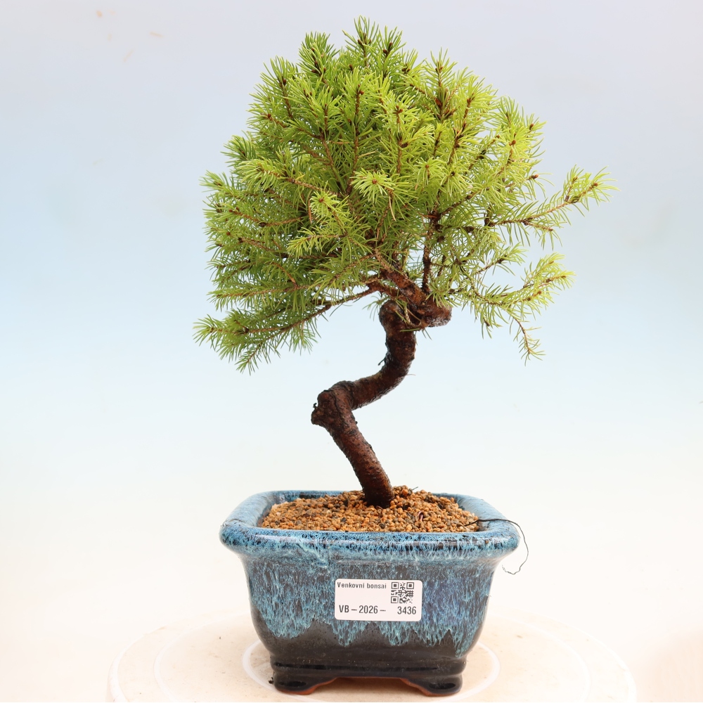 Bonsai ogrodowe – Świerk szary – Picea glauca globe