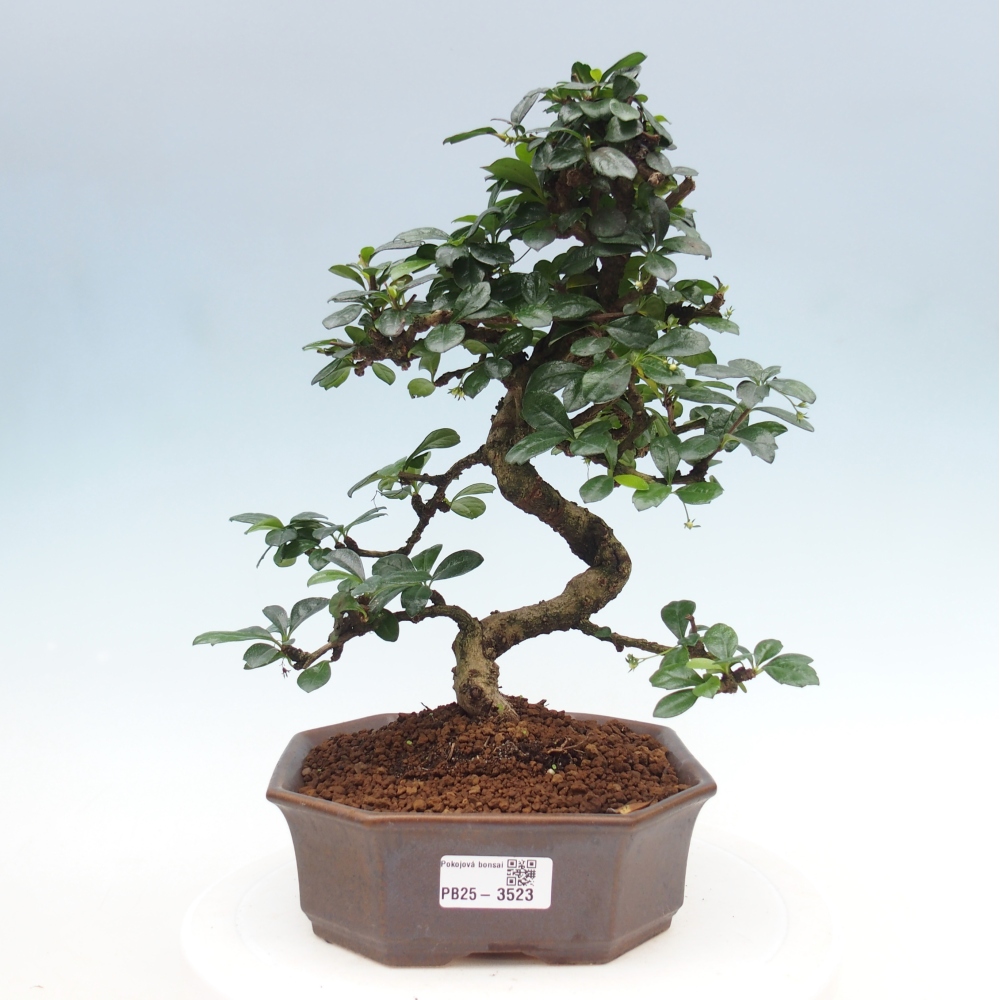Bonsai pokojowe - Carmona macrophylla - Tea fuki