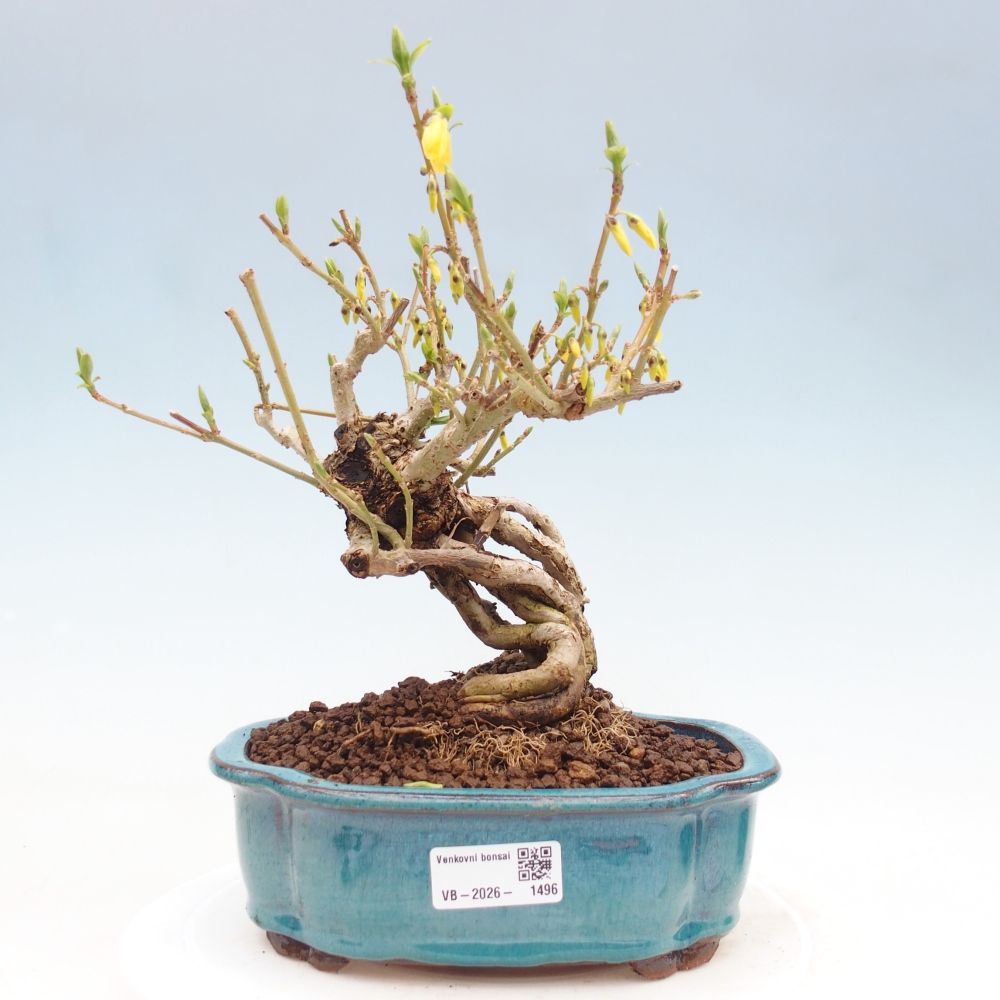 Outdoor bonsai - Zlatice - Forsycja koreańska