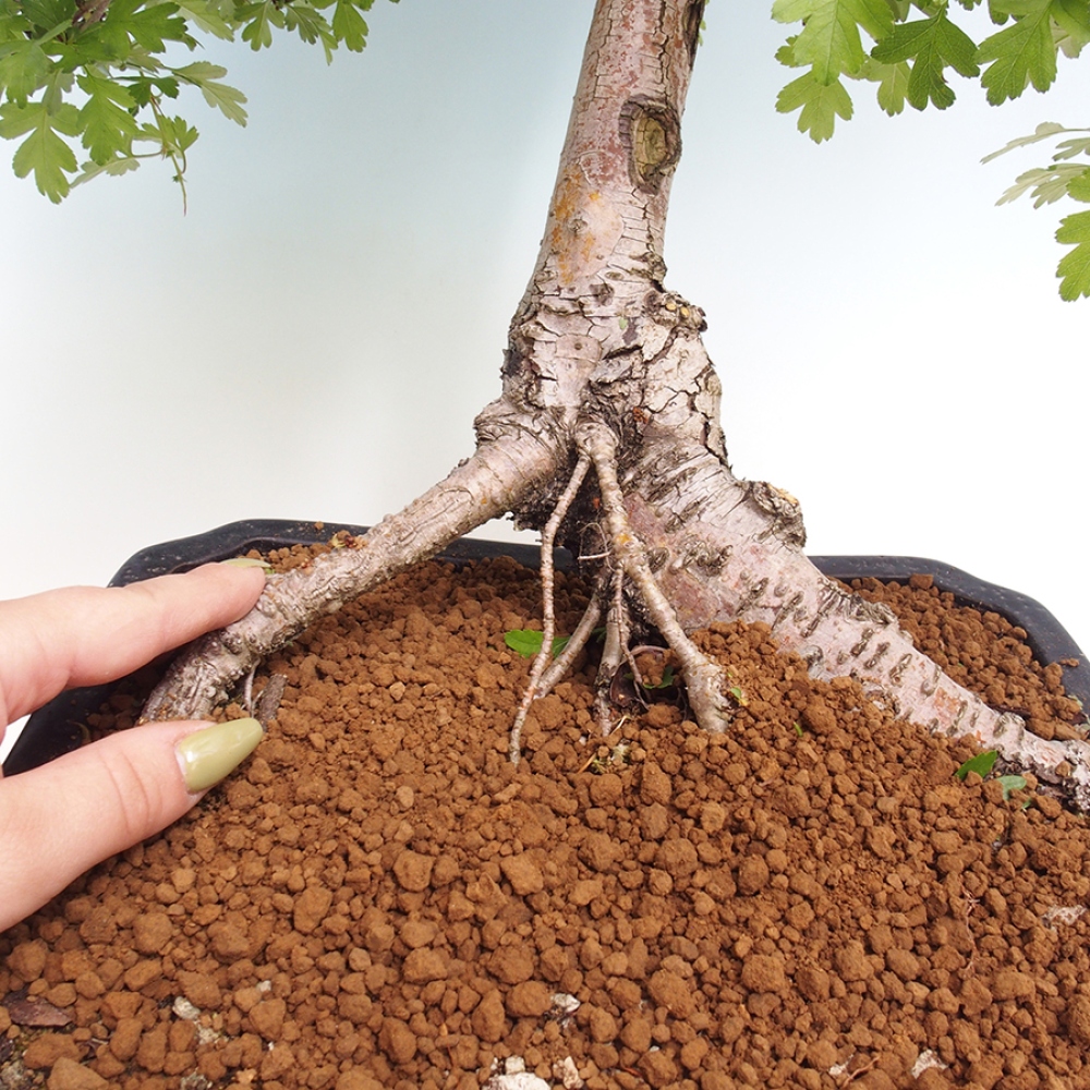 Bonsai zewnętrzne - Głóg - Crataegus monogyna