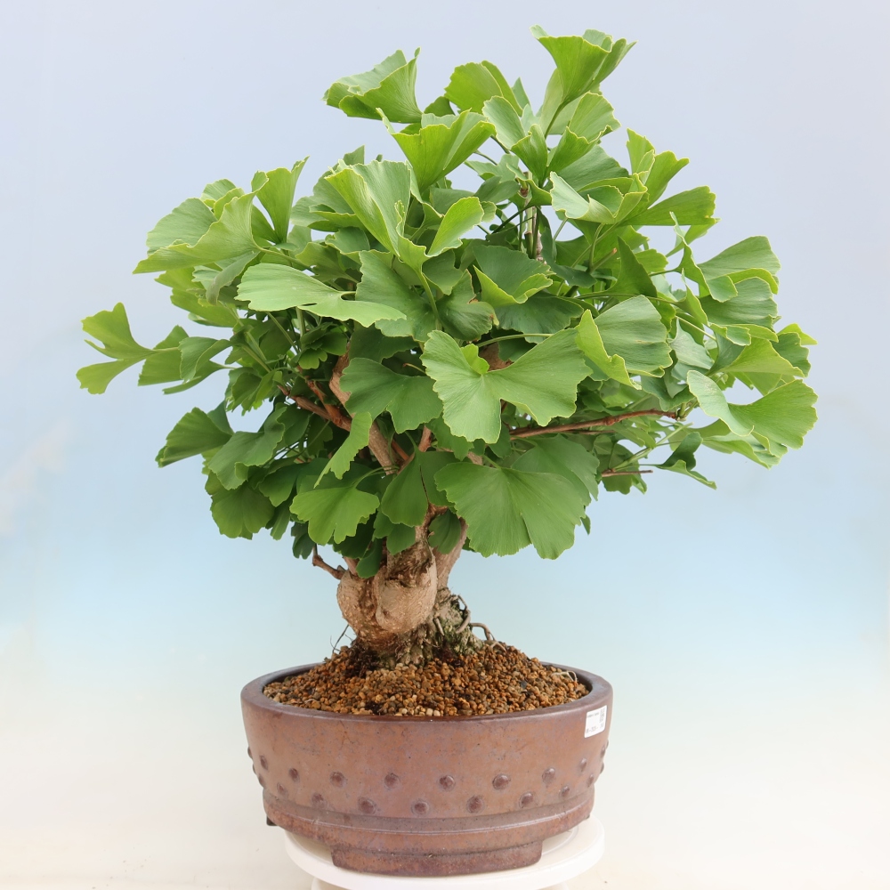 Outdoor bonsai - Ginkgo biloba - Miłorząb dwuklapowy