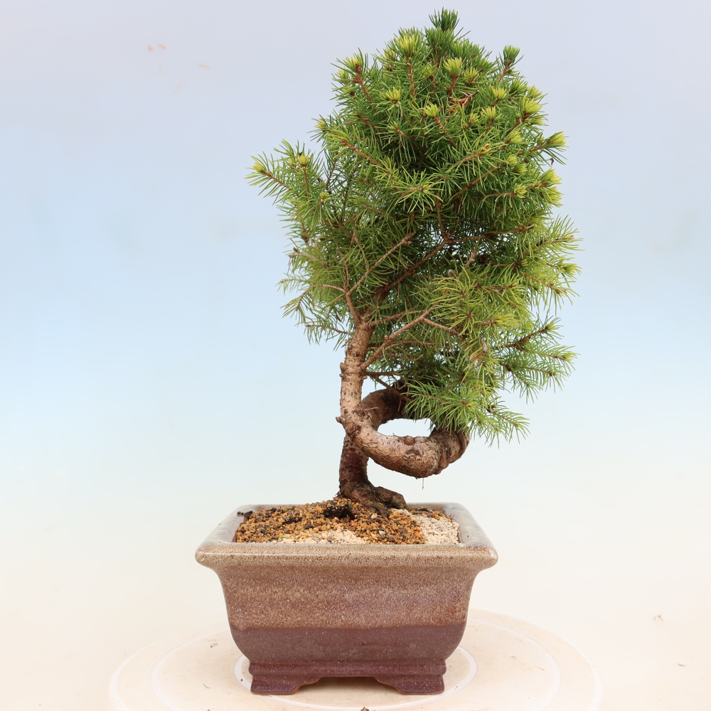 Outdoor bonsai - Świerk pospolity - Picea glauca globe