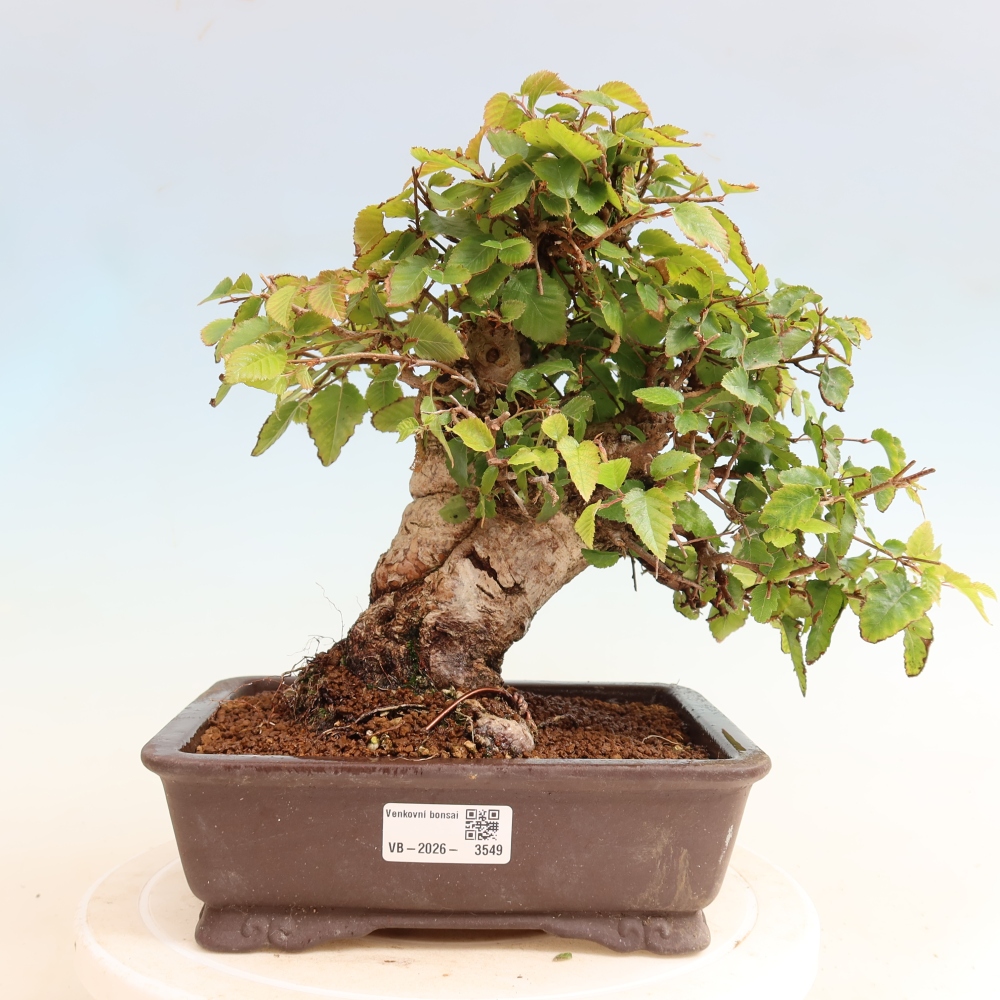 Outdoor bonsai - Carpinus CARPINOIDES - grab koreański