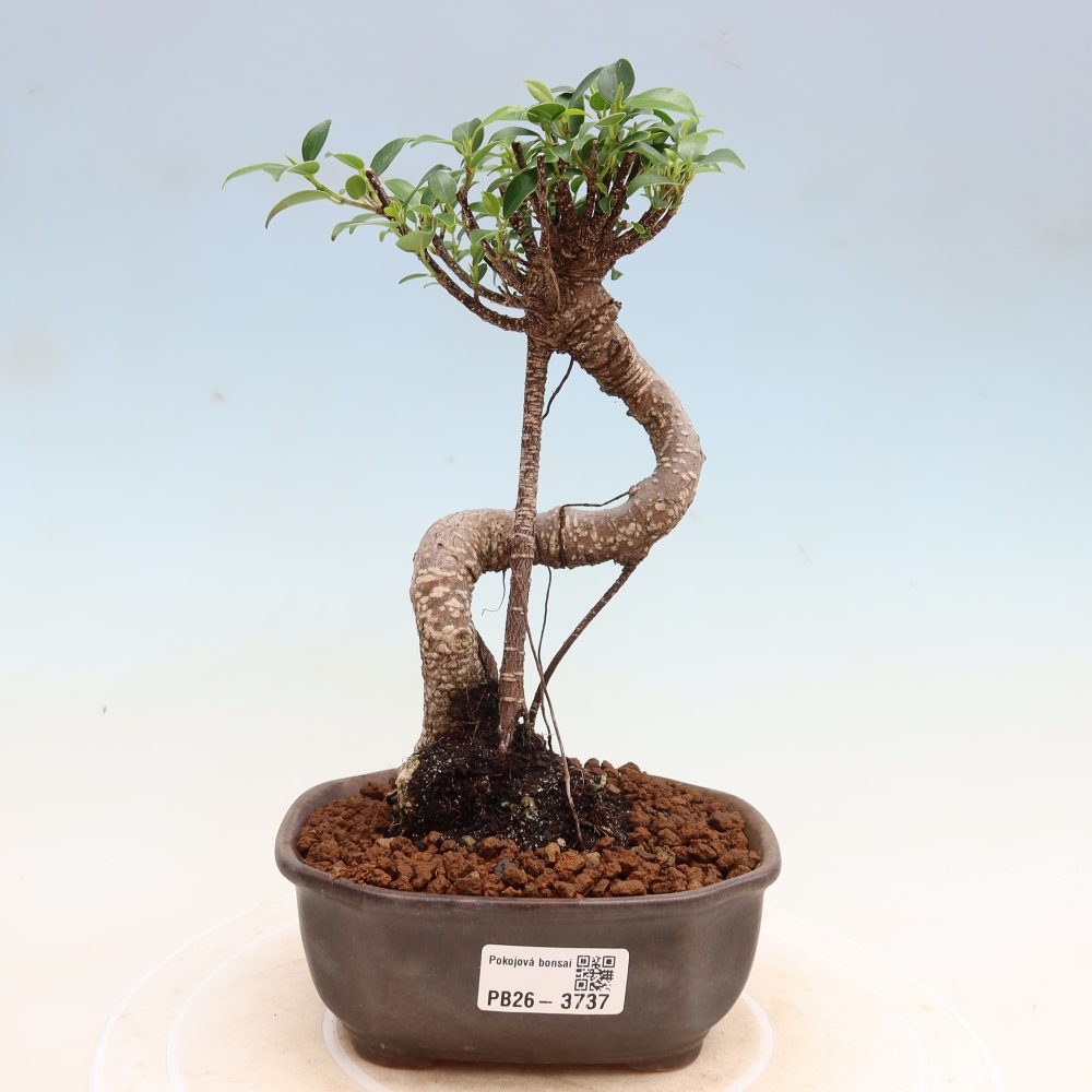 Pokój bonsai - Ficus kimmen - figowiec drobnolistny