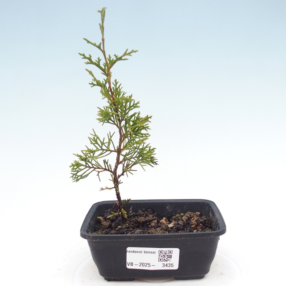 Outdoor bonsai - Juniperus chinensis Itoigawa - Jałowiec chiński