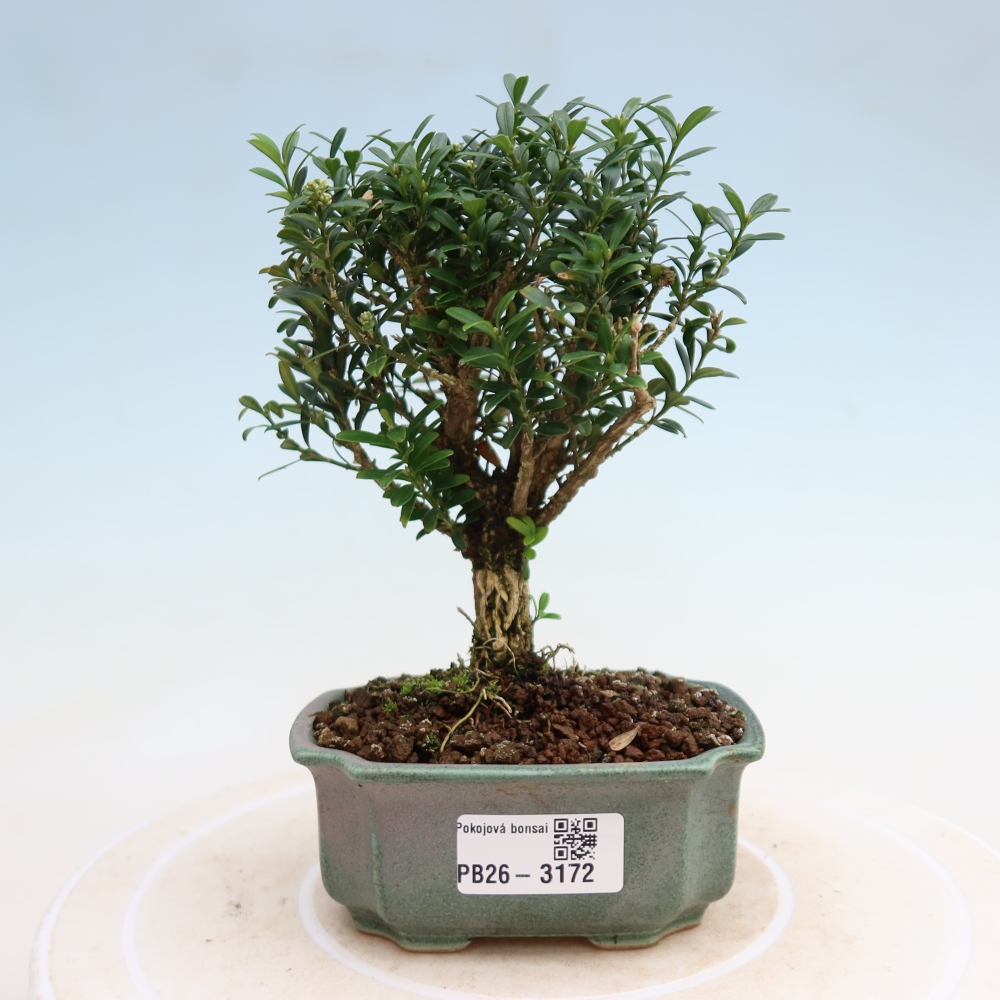 Pokój bonsai - Buxus harlandii - buxus korkowy