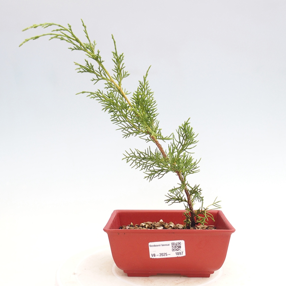 Outdoor bonsai - Juniperus chinensis Itoigawa - Jałowiec chiński