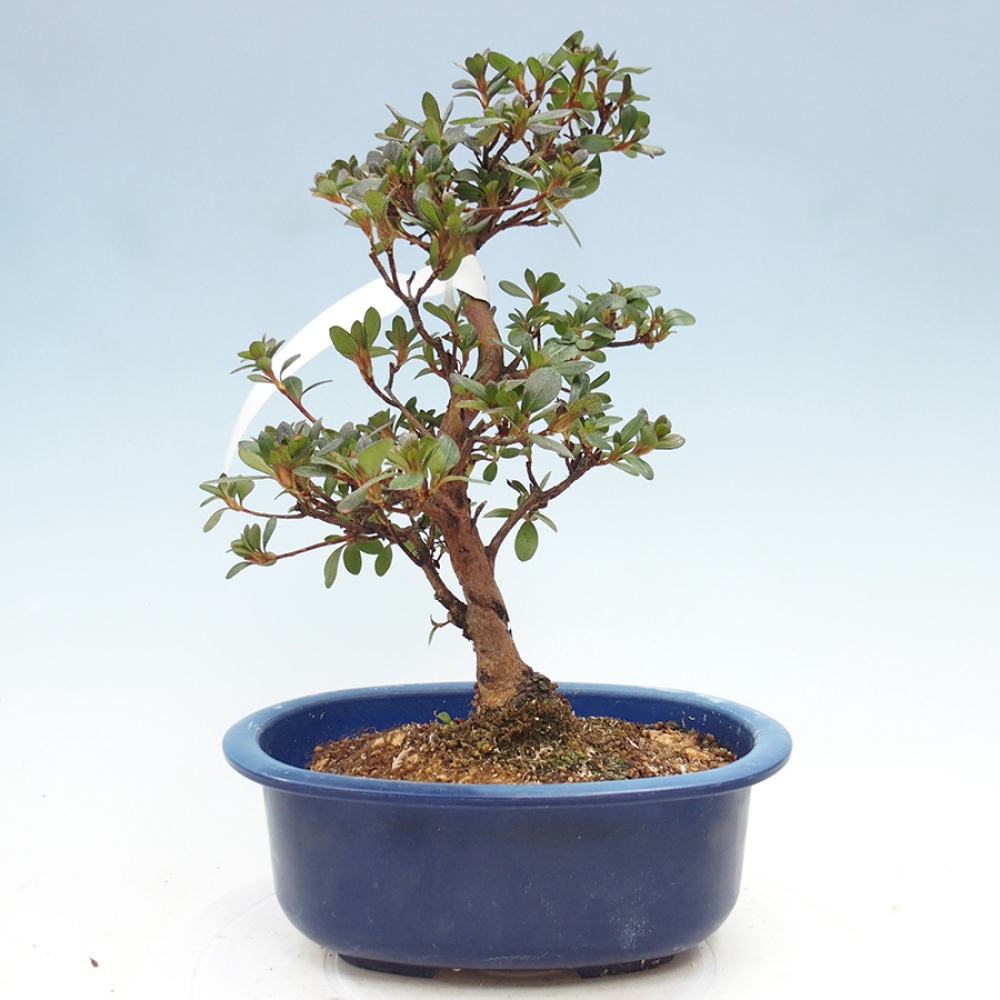 Bonsai zewnętrzne - Azalia japońska - Azalia Kobai
