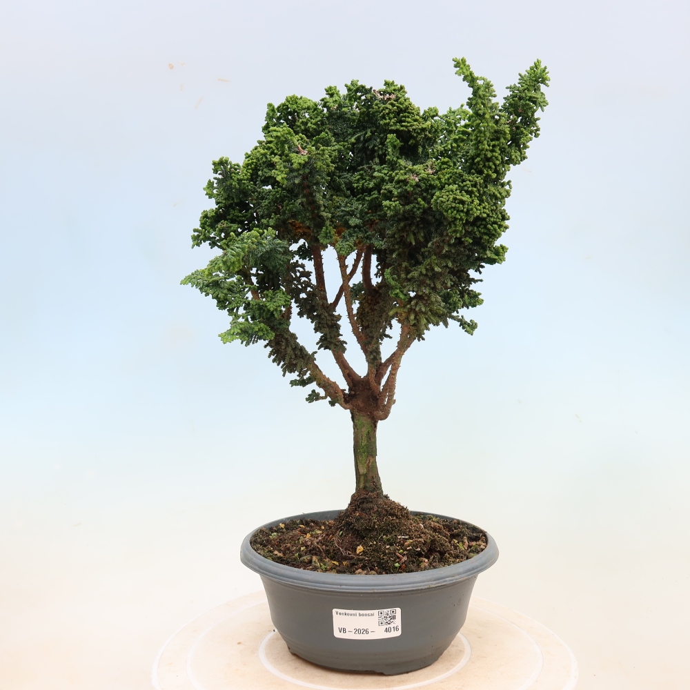 Bonsai zewnętrzne - Cham. obtusa SEKKA HINOKI - Cyprys
