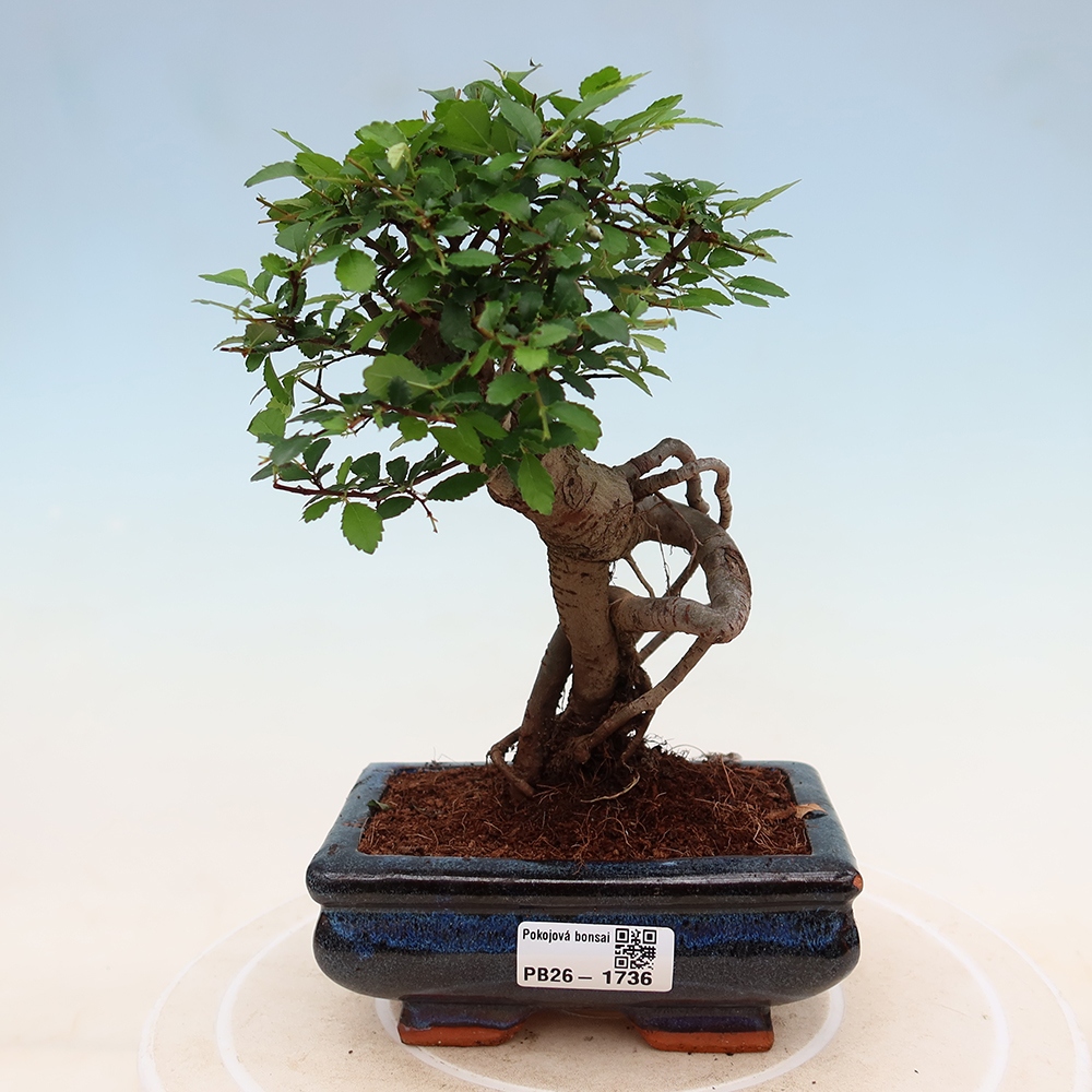 Pokój bonsai - Ulmus parvifolia - Wiąz drobnolistny