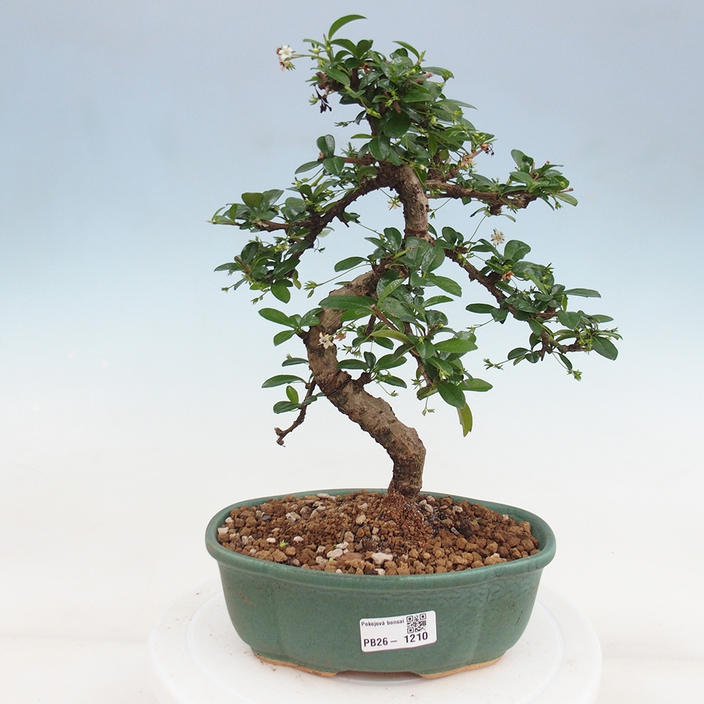 Bonsai pokojowe - Carmona macrophylla - Tea fuki