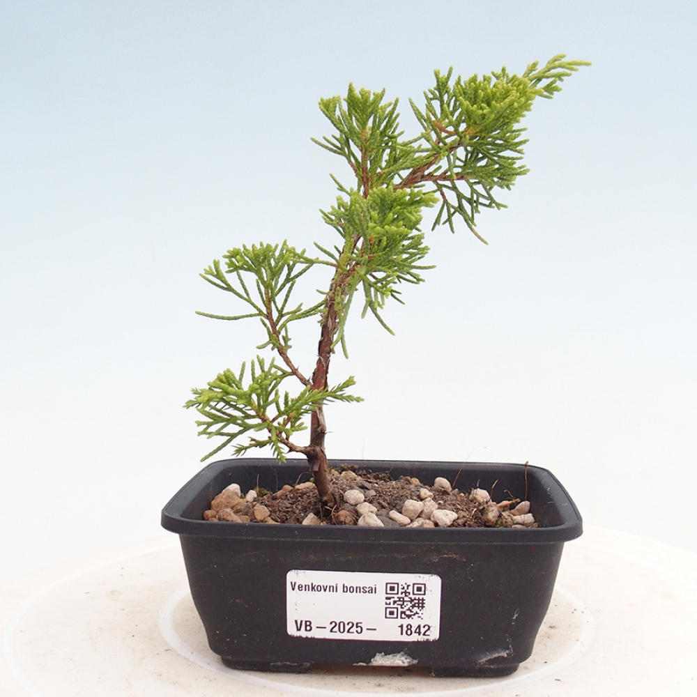 Outdoor bonsai - Juniperus chinensis Itoigawa - Jałowiec chiński