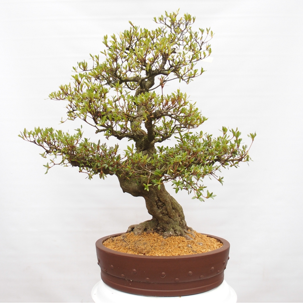 Bonsai zewnętrzne - Azalia japońska - Azalia Kotobukietsu