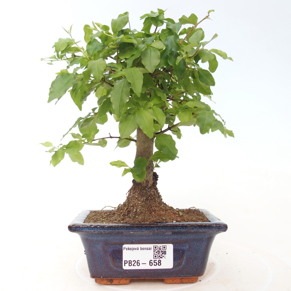 Pokój bonsai - Ligustrum chinensis - Dziób ptaka