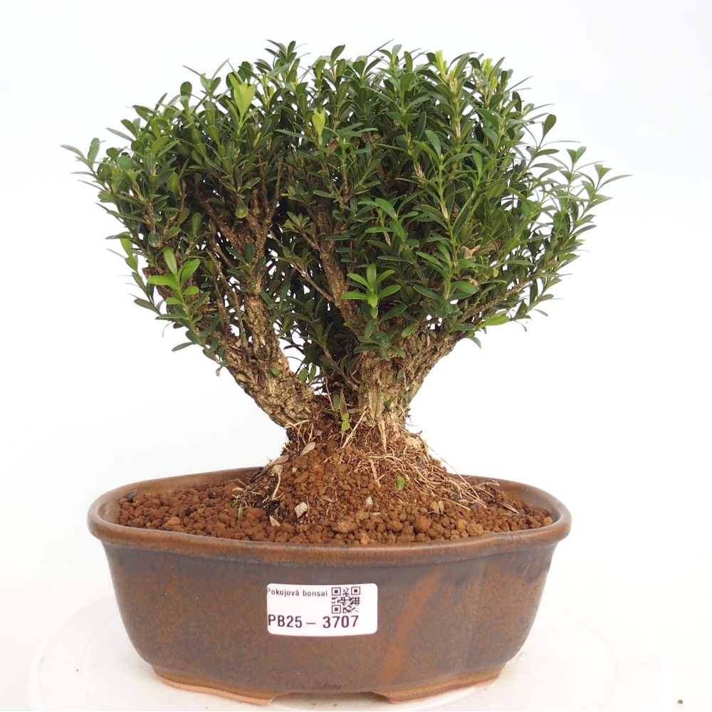 Kryty bonsai - Buxus harlandii - Bukszpan korkowy