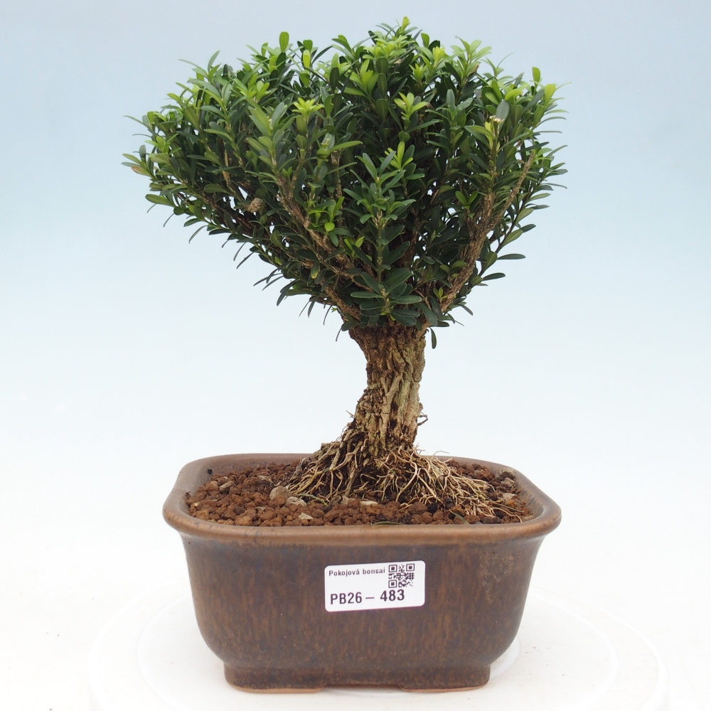 Pokój bonsai - Buxus harlandii - buxus korkowy
