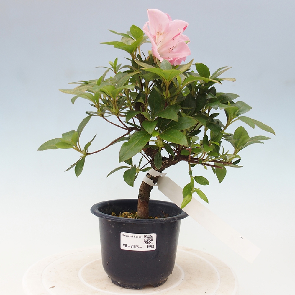 Bonsai zewnętrzne - Azalia japońska - Azalia Saien