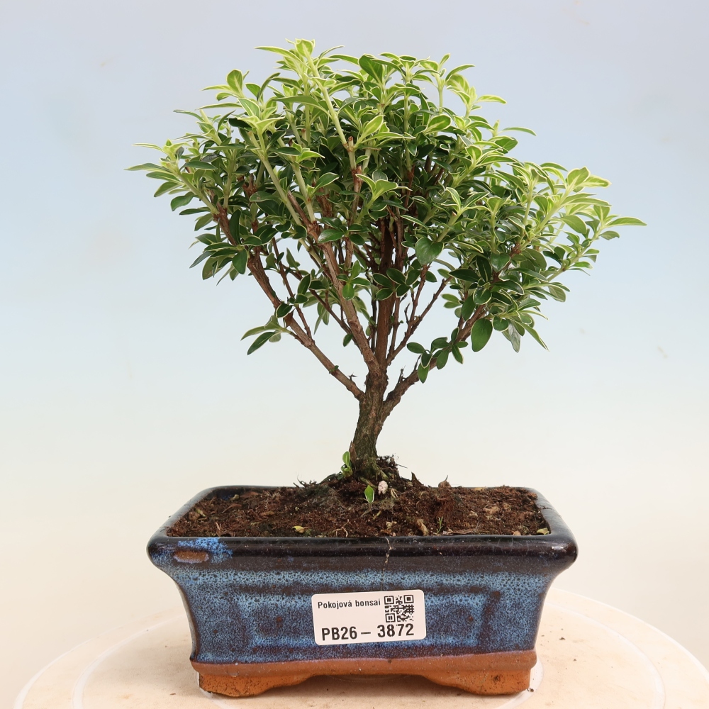 Bonsai pokojowe – Serissa foetida Variegata – Drzewo tysiąca gwiazd