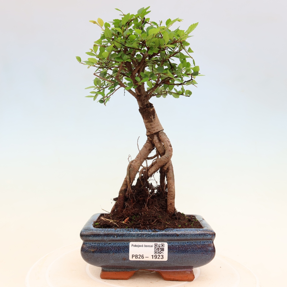 Pokój bonsai - Ulmus parvifolia - Wiąz drobnolistny