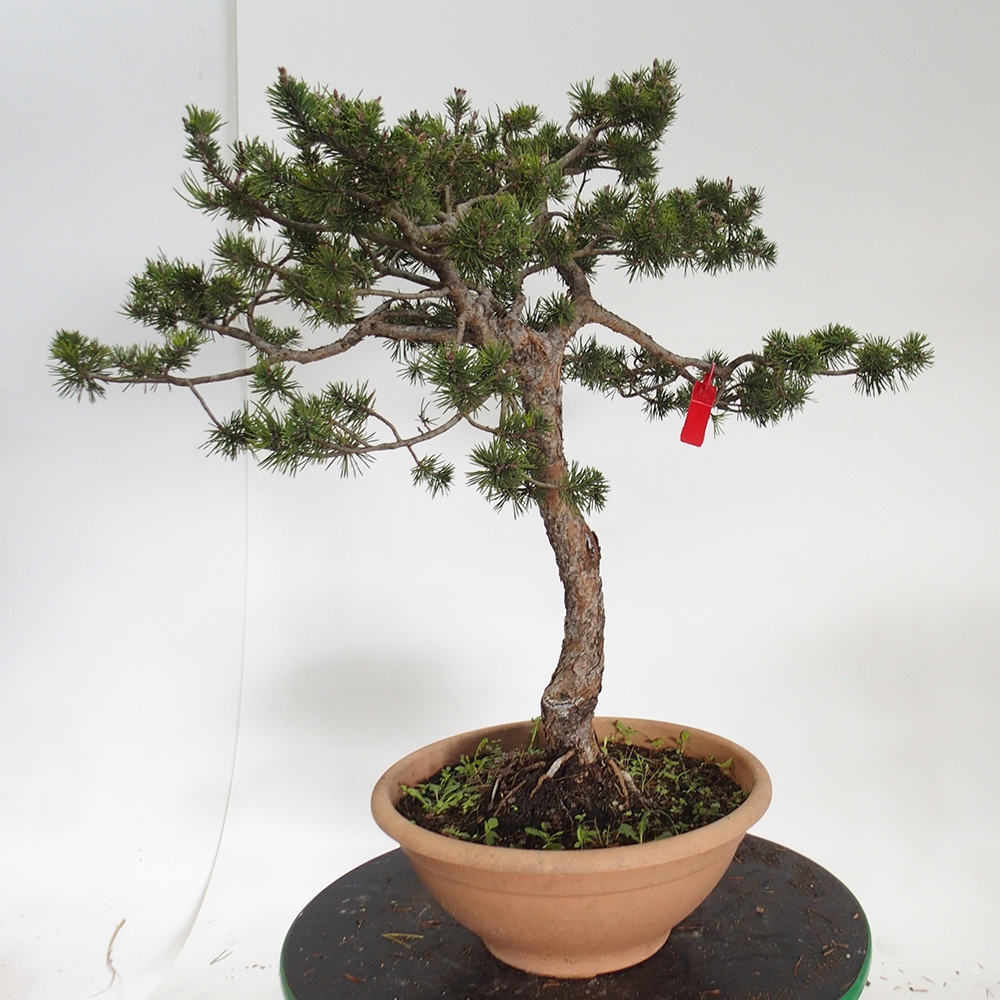 Yamadori - Pinus sylvestris Hiszpania