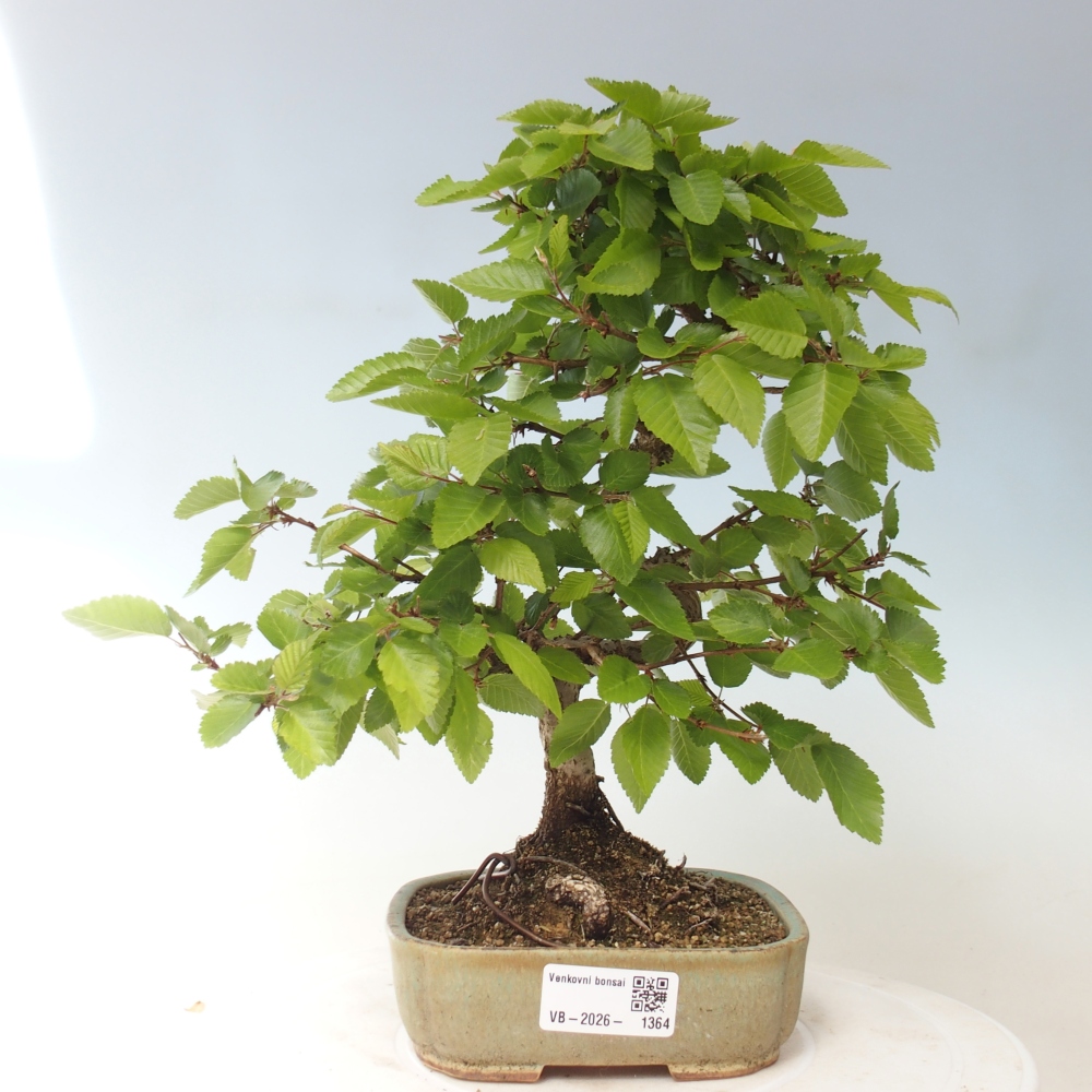 Outdoor bonsai - Carpinus CARPINOIDES - grab koreański