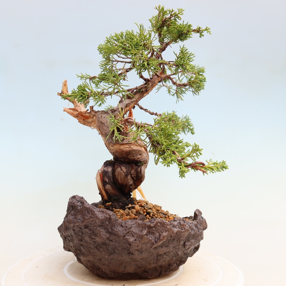 Bonsai ogrodowe – Juniperus chinensis Itoigawa – jałowiec chiński